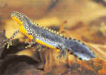 salamander12.jpg (26107 b)