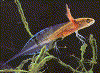 sal1.gif (44495 b)