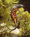 sal2.gif (49848 b)