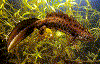 sal3.gif (59649 b)