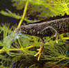 sal5.gif (31797 b)