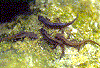 sal6.gif (23695 b)